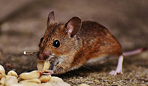 24 Hour & Emergency Exterminators in Newtn Hamltn, PA